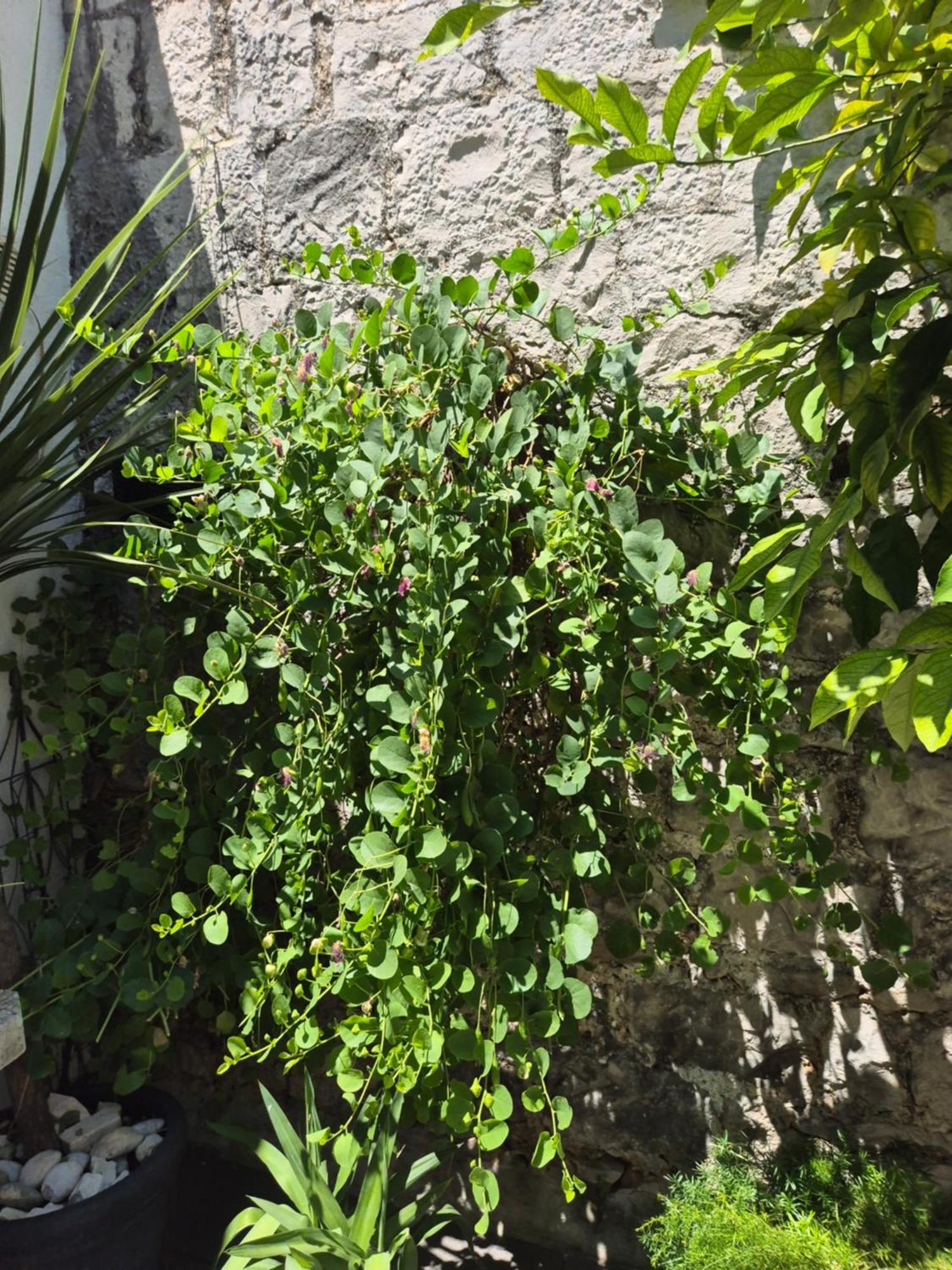 Pensiune Lemon Tree 3*