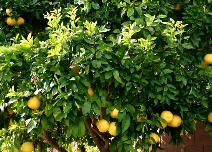 Lemon Tree