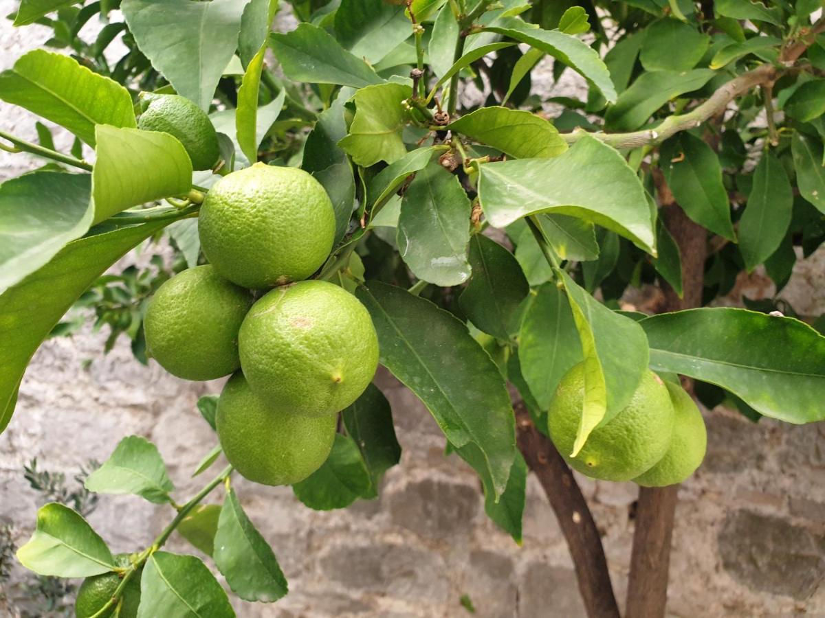 Lemon Tree Donji Seget