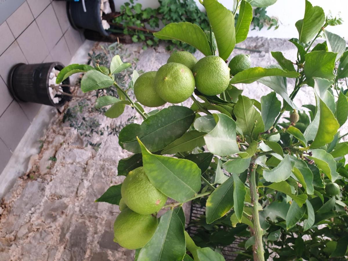 Pensión Lemon Tree 3*