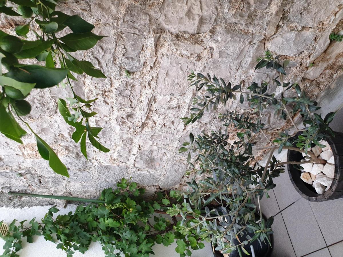 Lemon Tree