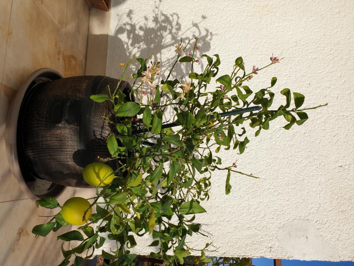 Lemon Tree Pensión
