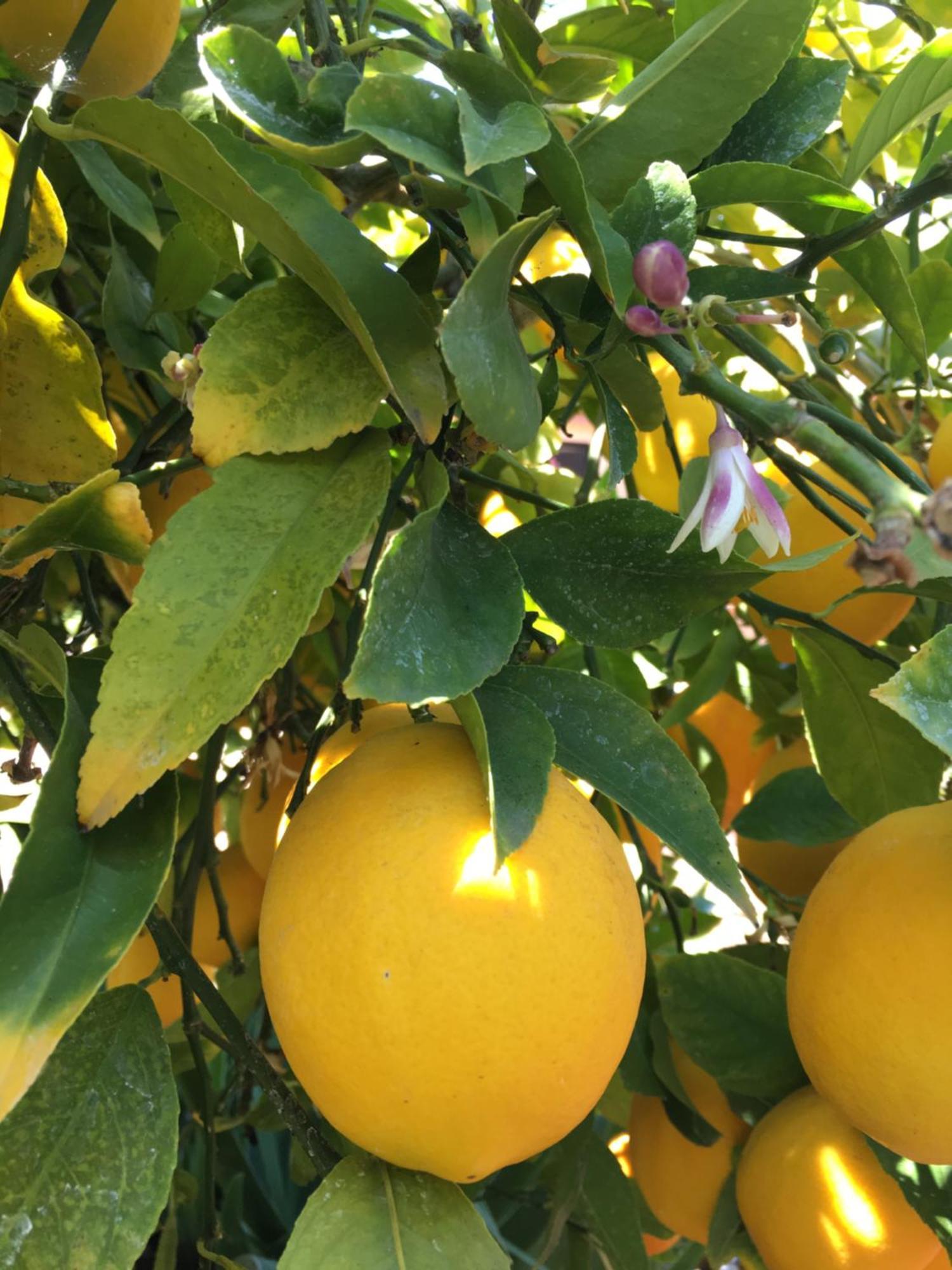 Lemon Tree Donji Seget