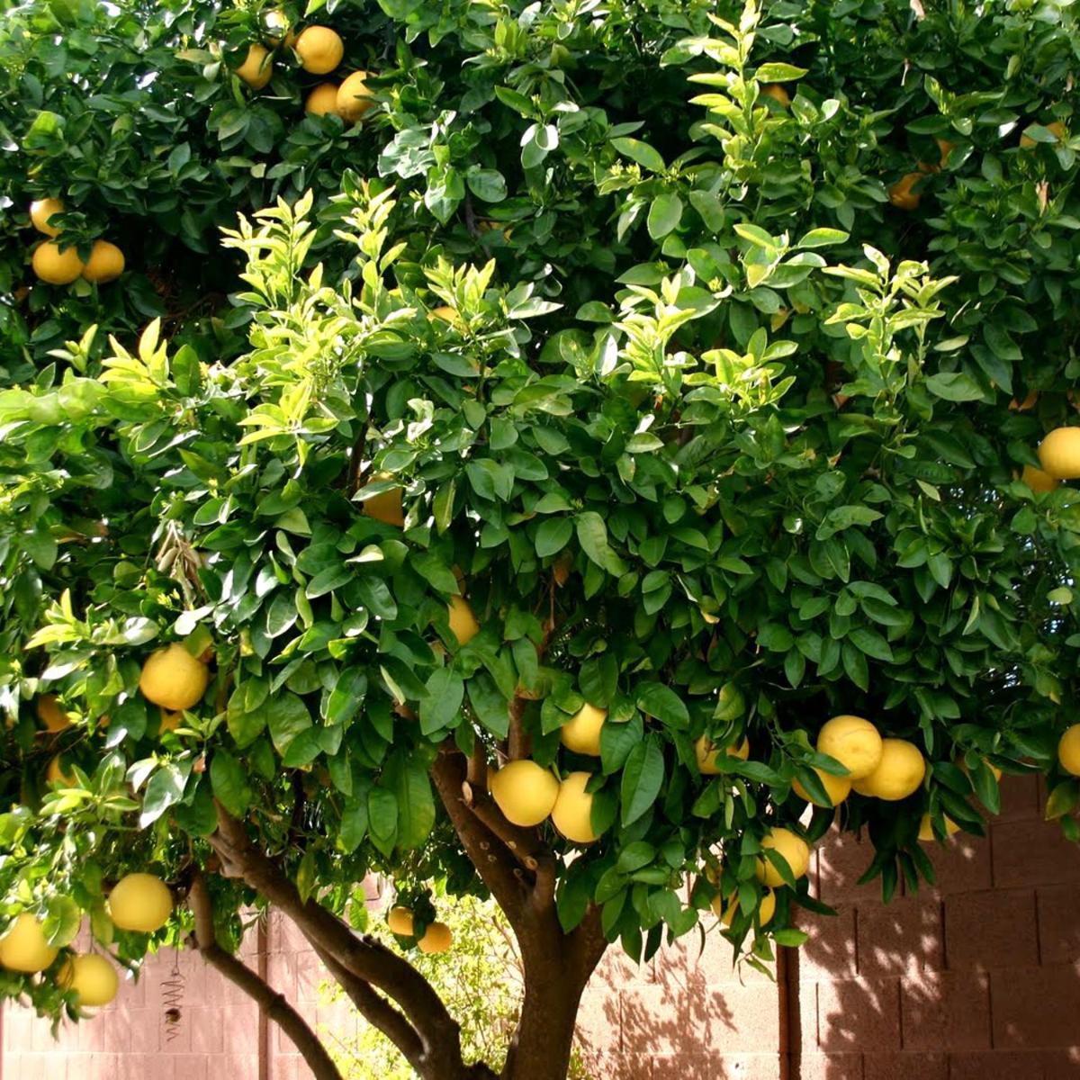 Pensión Lemon Tree 3*